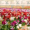 S3E05CW (1) Veld & Bloom - S3E05