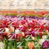 S3E05RW Veld & Bloom - S3E05